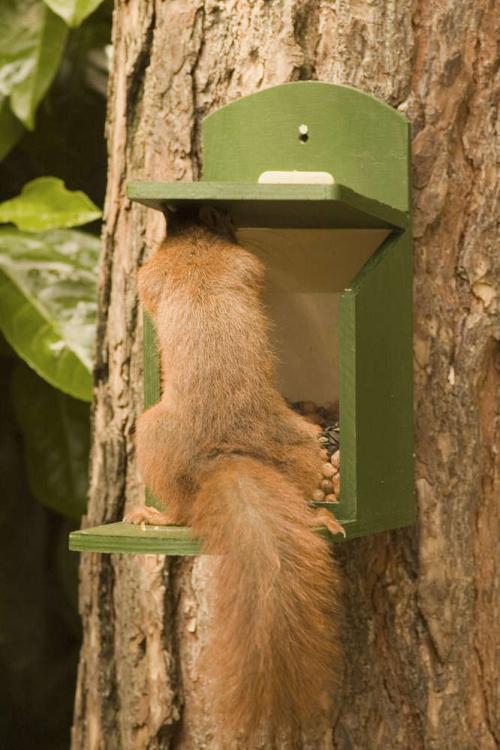 Claus Squirrel – krmítko pro veverky od  ParrotPlanet.cz