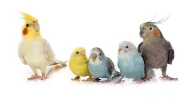 ParrotPlanet.cz