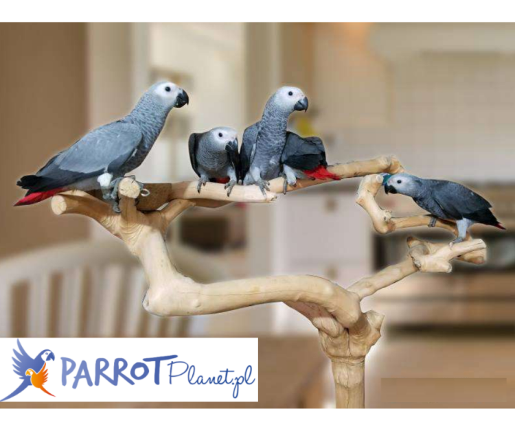 Strom JAVA Vysoký – velikost L – rozměry stromků cca 120–160 cm REAL FOTO od parrotplanet.cz