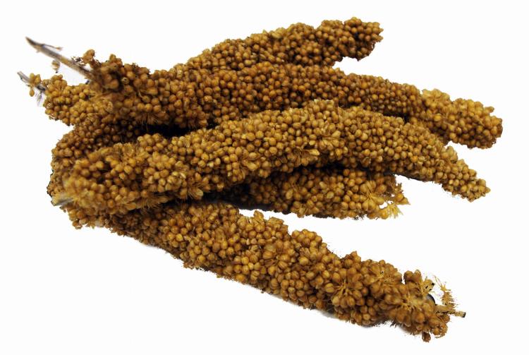 Tropical Carnival Natural Mini Spray Millet - Proso pro všechny papoušky 113 g od parrotplanet.cz