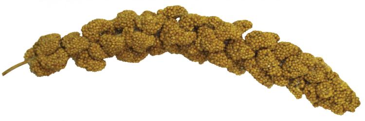 Tropical Carnival Natural Foxtail Millet Jumbo Sprays – Proso pro malé papoušky (nymfy, vlnkované papoušky, nekorálky, kanárky, tropické papoušky) 113 g od parrotplanet.cz