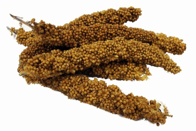 Extreme! Natural Mini Spray Millet – pochoutka třídy PREMIUM+ originální proso pro menší papoušky (nymfy, vlnkované, nechtěny, kanárky, tropické) 226 g od parrotplanet.cz