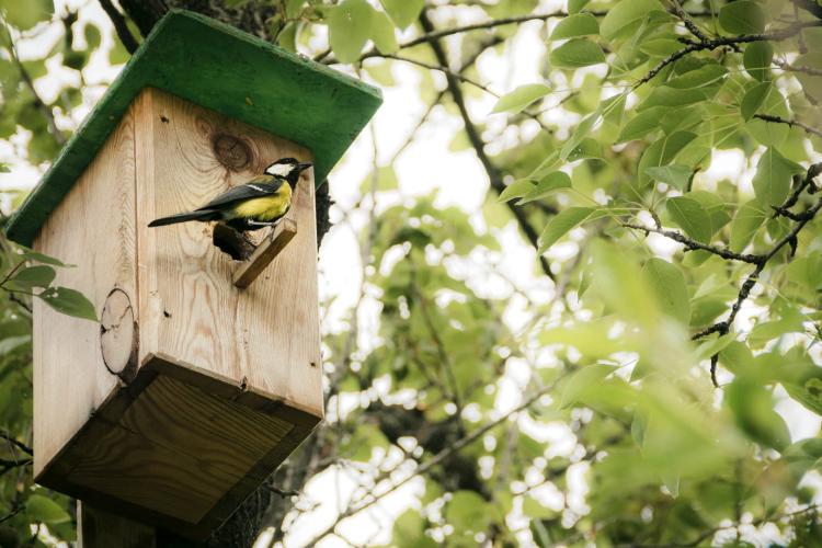 Claus Set Energiefutter + Futtersäule - Krmítko + krmivo pro volně žijící ptáky od ParrotPlanet.cz