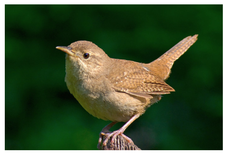 Claus Gartenvogelfutter - krmivo pro zahradní ptáky 500 g od ParrotPlanet.cz