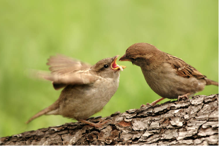 Claus Spatzenfutter – krmivo pro vrabce 700 g od ParrotPlanet.cz