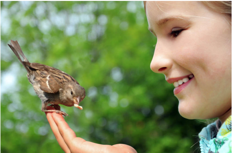 Claus Spatzenfutter – krmivo pro vrabce 700 g od ParrotPlanet.cz