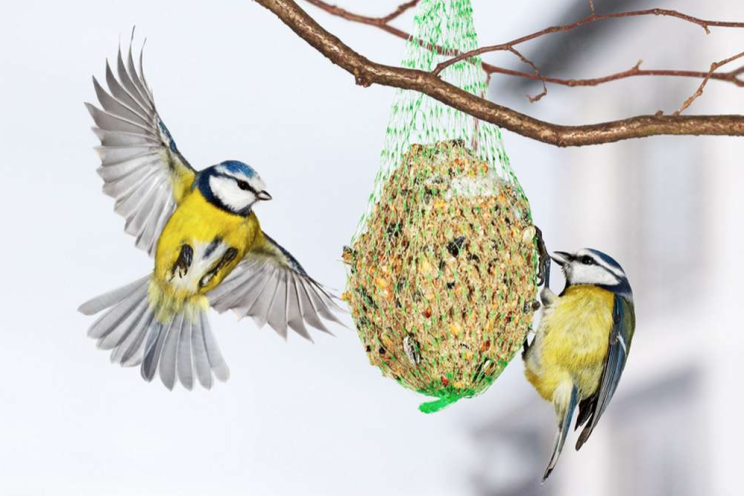 Claus – Tukové koule s HMYZEM v BIO síťce 450 g od ParrotPlanet.cz
