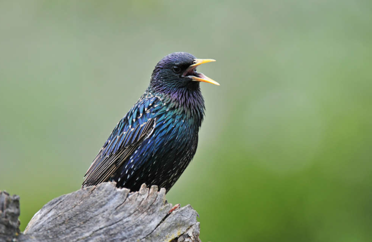 Claus Herbstzauber – Claus „Podzimní kouzlo“ krmivo pro volně žijící a zahradní ptáky 700 g od ParrotPlanet.cz