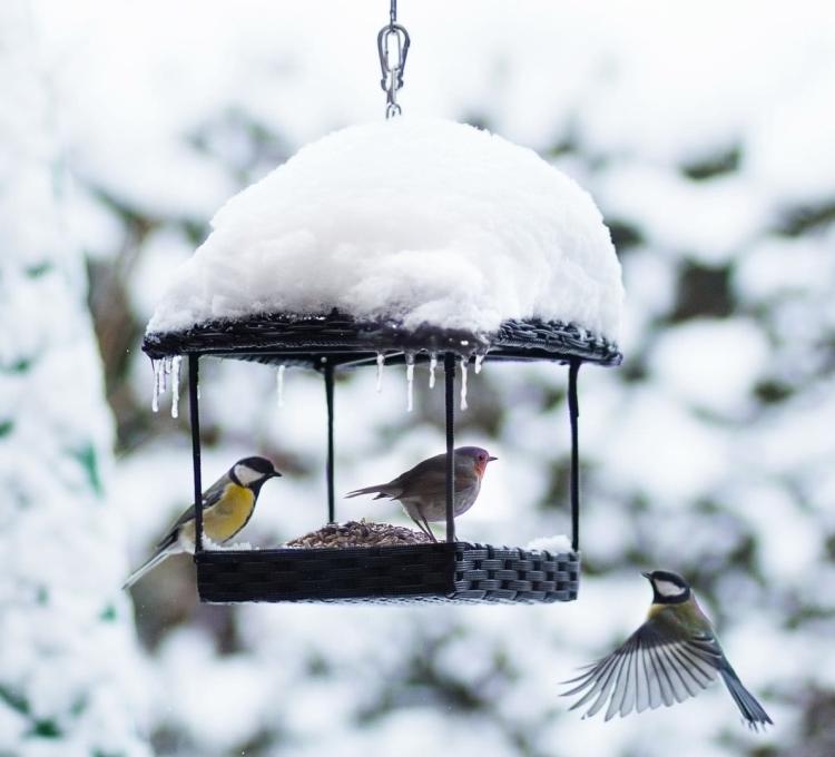 Claus Wintermischung – Claus „Zimní směs“ krmivo pro volně žijící a zahradní ptáky 1 kg od parrotPlanet.cz