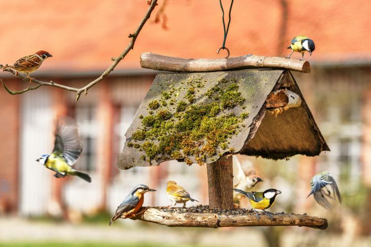 Claus Erdnussbruch - drcené arašídy pro všechny ptáky 750 g od ParrotPlanet.cz