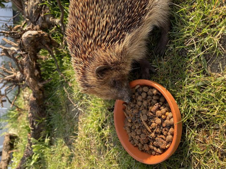 Claus Igelfutter getreidefrei - bezobilné krmivo pro ježky 750 g od ParrotPlanet.cz