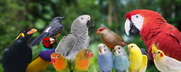 Claus InsectoSec – prostředek proti červenému roztoči 1 l od ParrotPlanet.cz