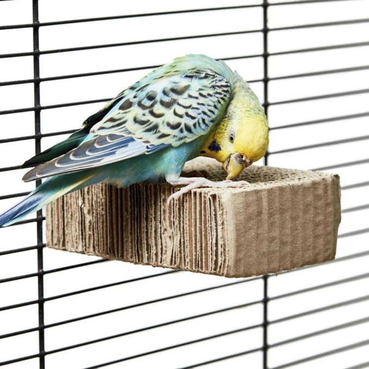 Kartonová SKRYTÁ SKŘÍŇKA – hračka na kousání a krmení pro všechny papoušky od ParrotPlanet.cz