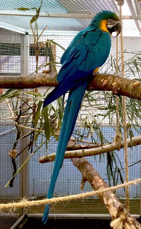 Prémiové krmivo pro papoušky | Přirozeně sušený ananas | Přírodní pamlsek pro všechny papoušky 100 g od ParrotPlanet.cz