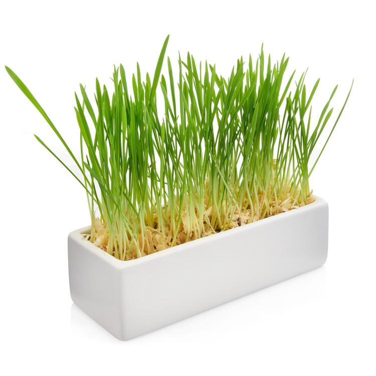 Misky pro kočky | Kočičí bar 2 | Canadian Cat od ParrotPlanet.cz