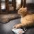 Mini polštářek pro kočky | Canadian Cat | Květina | Šanta kočičí 5 g od ParrotPlanet.cz