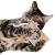 Polštářek pro kočky | Canadian Cat | FELTY | béžový | valeriána 5 g od ParrotPlanet.cz
