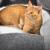 AVA | Pelíšek Košík pro kočky z plsti | Canadian Cat | velikost L | světle šedá od ParrotPlanet.cz