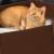 AVA | Pelíšek Košík pro kočky z filcu | Canadian Cat | velikost M | hnědá od ParrotPlanet.cz