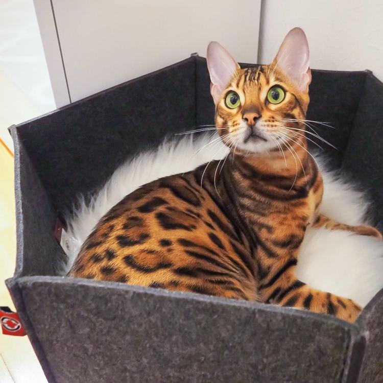 AVA | Pelíšek Košík pro kočky z filcu | Canadian Cat | velikost L | antracitová od ParrotPlanet.cz