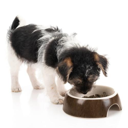 Keramická miska pro psy | CanadianCat | 13 cm od ParrotPlanet.cz