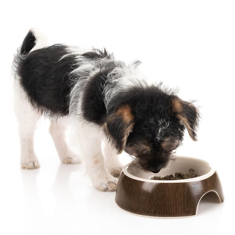 Keramická miska pro psy | CanadianCat | 13 cm od ParrotPlanet.cz