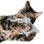 Polštářek pro kočky | Canadian Cat | FELTY | světle šedý | kočičí máta 5 g od ParrotPlanet.cz