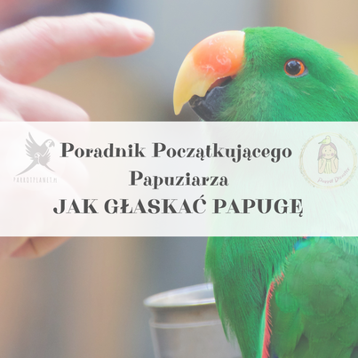 Průvodce ParrotPlanet – JAK HLAŠKAT PAPOUŠKA – Průvodce pro začínající chovatele papoušků od ParrotPlanet.cz