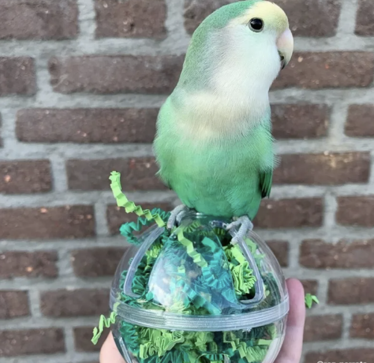 Hračka Bufet v míči pro všechny papoušky od ParrotPlanet.cz