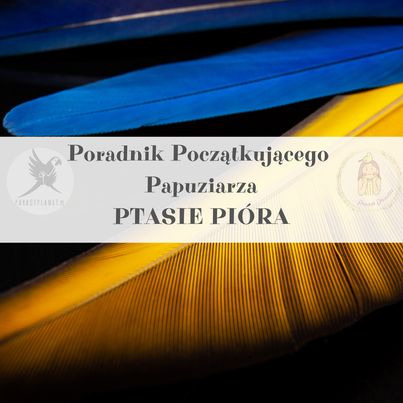 Průvodce ParrotPlanet - Průvodce pro začínající chovatele papoušků - Papouščí peří - pravda obsažená v peří od ParrotPlanet.cz