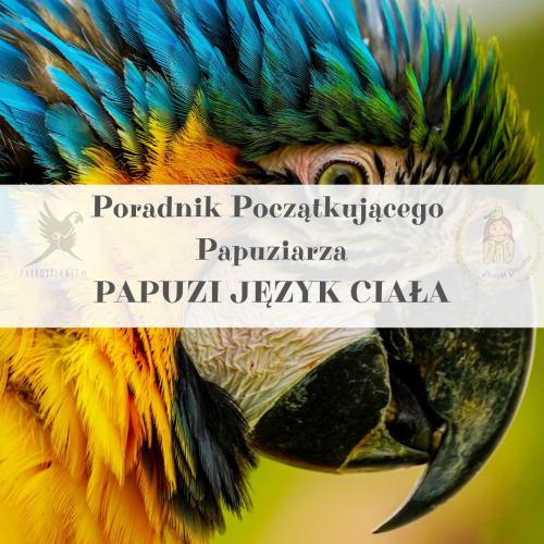 Průvodce ParrotPlanet – Průvodce pro začínající chovatele papoušků – ŘEČ TĚLA PAPOUŠKA – co vám říká váš pták od ParrotPlanet.cz