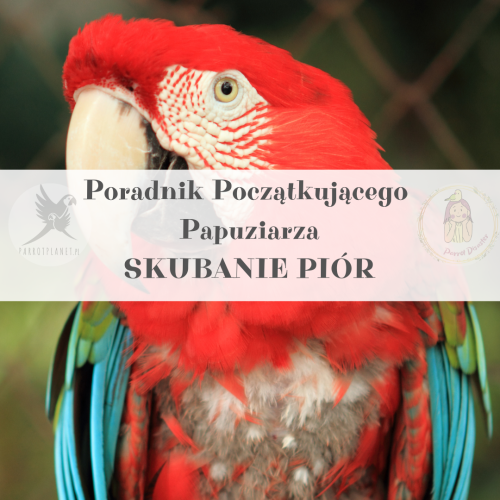 Průvodce ParrotPlanet – Průvodce pro začínající chovatele papoušků – SKUBÁNÍ: PŘÍČINY, RADY od ParrotPlanet.cz