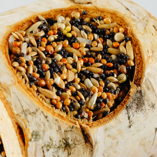 Bylinný pařez – pro všechny papoušky od ParrotPlanet.cz