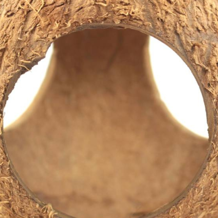 Celý kokos se třemi otvory – DIY – přírodní hračka z ekologického kokosu pro papoušky od ParrotPlanet.cz