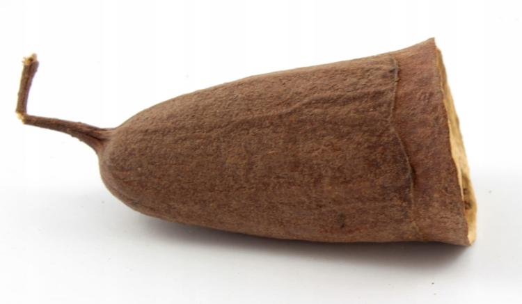 Ořechová čepička na nohu nebo DIY – pro všechny papoušky 1 kus od ParrotPlanet.cz