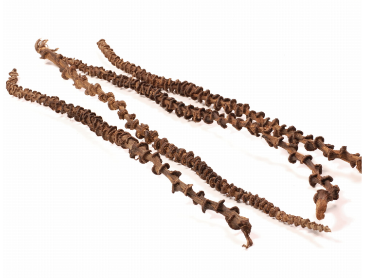 Přírodní liana z banánovníku pro všechny papoušky 35–45 cm od ParrotPlanet.cz