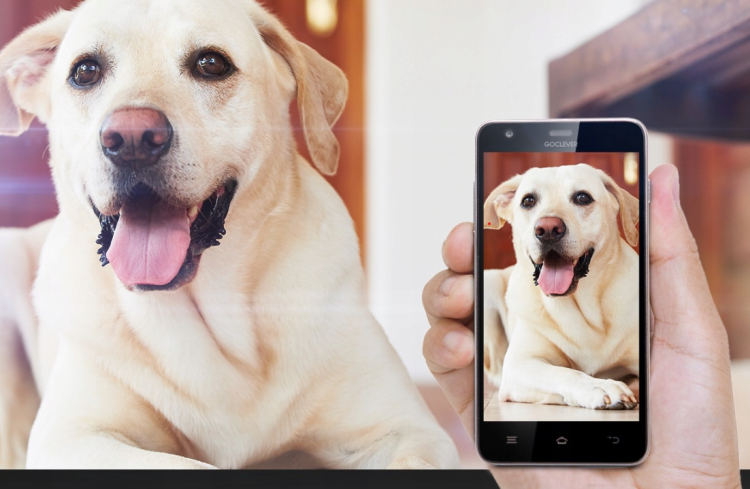 WIFI FULL HD kamera pro sledování stavu papoušků nebo jiných domácích zvířat od ParrotPlanet.cz