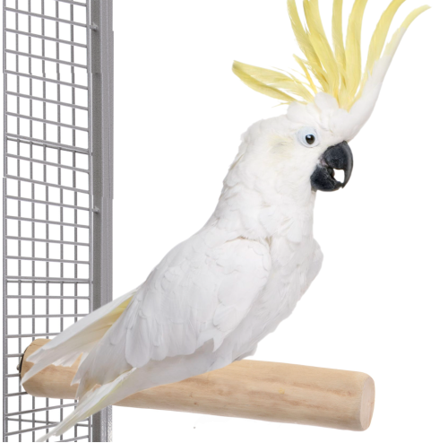 JAVA XL – nezničitelná dřevěná tyč pro největší papoušky od ParrotPlanet.cz