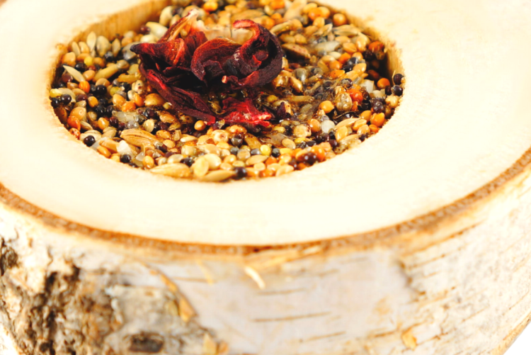 Květinová radost se semínky – pro všechny papoušky od ParrotPlanet.cz