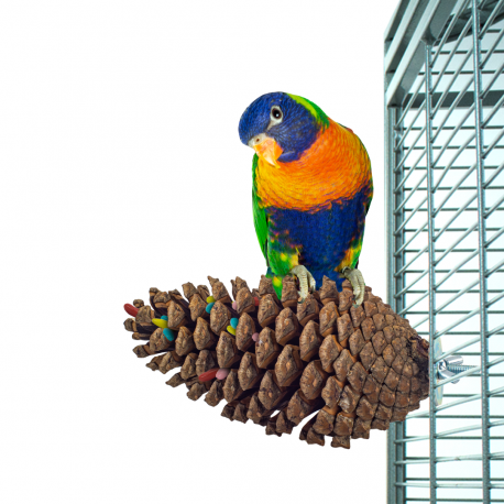 SzySzunia – přirozeně sušené borovicové plody jako bidélko nebo hračka pro papoušky od ParrotPlanet.cz