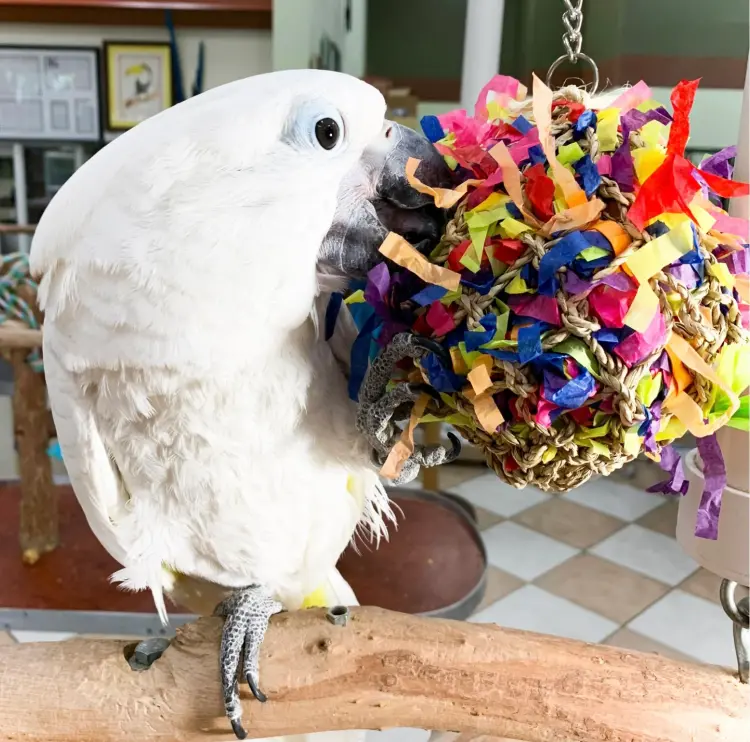 Míč na klování XL – hračka pro velké a střední papoušky od ParrotPlanet.cz