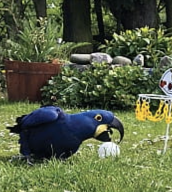 Basketbal XXL – interaktivní hračka pro velké papoušky od ParrotPlanet.cz