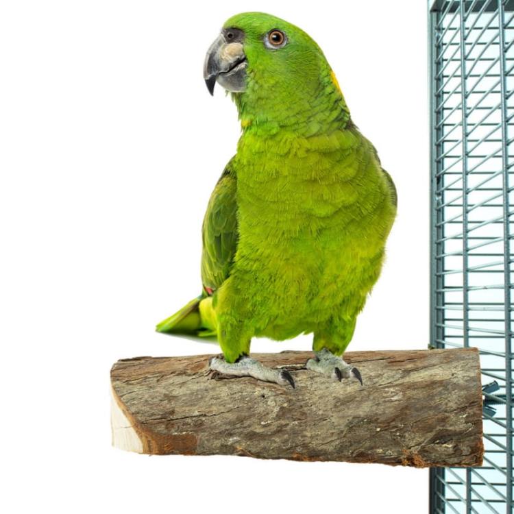 Přírodní bidýlko z pomalu sušeného dřeva – velikost L pro střední papoušky od ParrotPlanet.cz