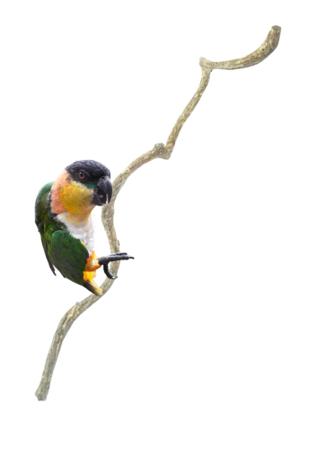 Liana, tj. velká, přírodní, zkroucená tyč pro papoušky – větev 60 cm od ParrotPlanet.cz