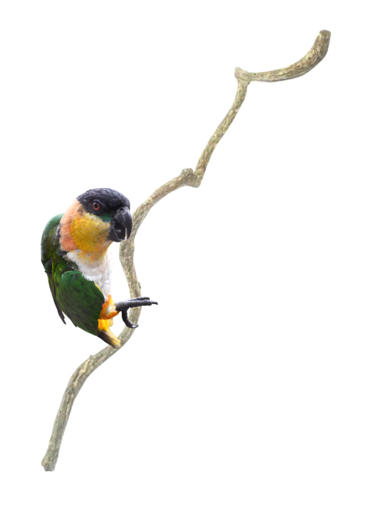 Liana, tj. velká, přírodní, zkroucená tyč pro papoušky – větev 60 cm od ParrotPlanet.cz