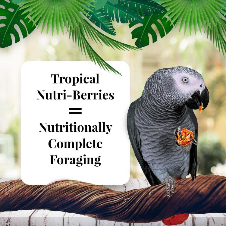 Lafeber NutriBerries Tropical Fruit – Krmivo: zrní s tropickým ovocem ve tvaru kuliček pro střední a velké papoušky 284 g od ParrotPlanet.cz
