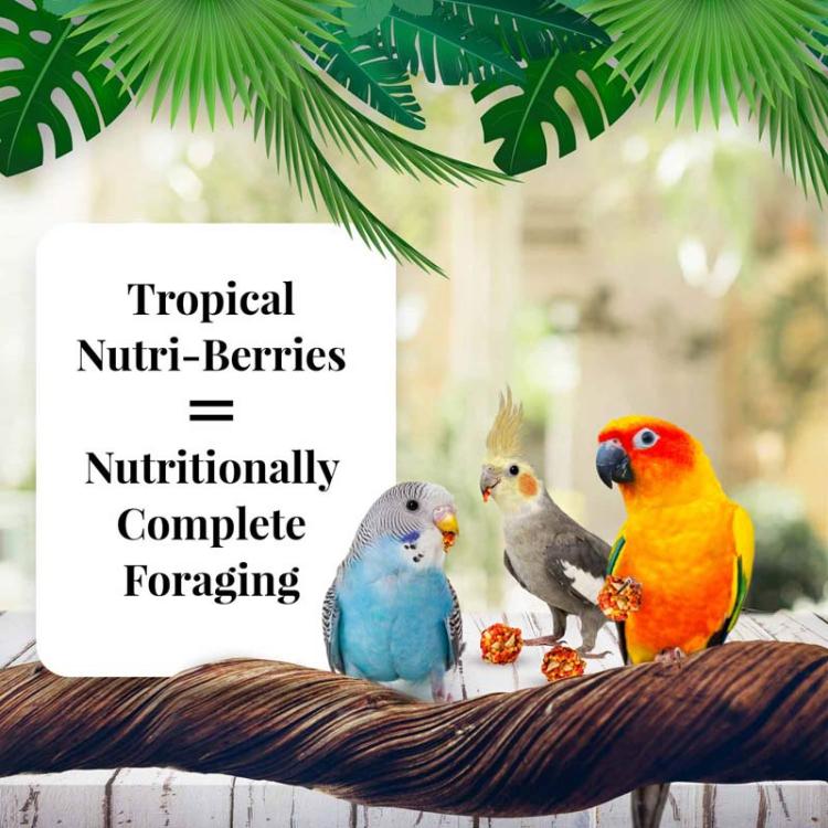 Lafeber NutriBerries Tropical Cockatiel – Krmivo: zrní s tropickým ovocem ve tvaru kuliček pro střední a malé papoušky 284 g  od ParrotPlanet.cz
