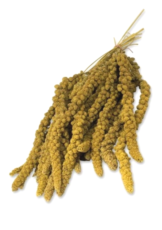 LoLo Pets BASIC Millet 100 g žluté proso v klasech od ParrotPlanet.cz