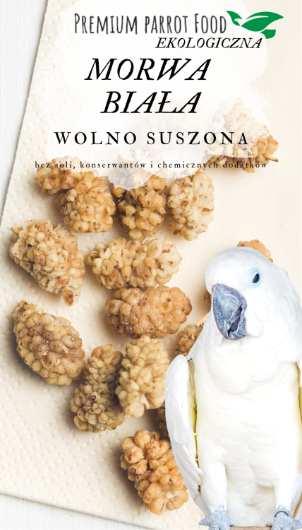 Premium Parrot Food – Ekologická sušená moruše pro všechny papoušky 100 g od ParrotPlanet.cz