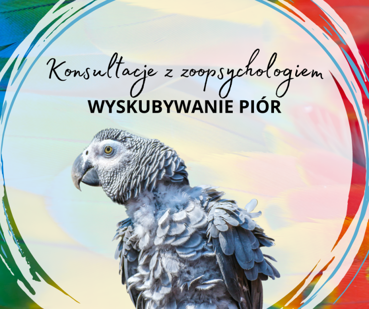 Skubání - Vyškubávání peří u papoušků - Konzultace s behavioristou od ParrotPlanet.cz